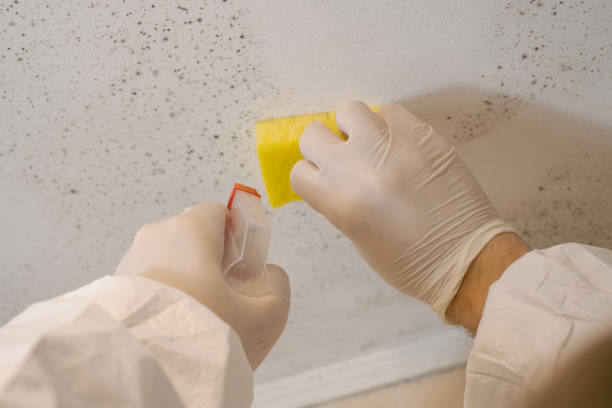  Huntgton, IN Mold Removal Pros